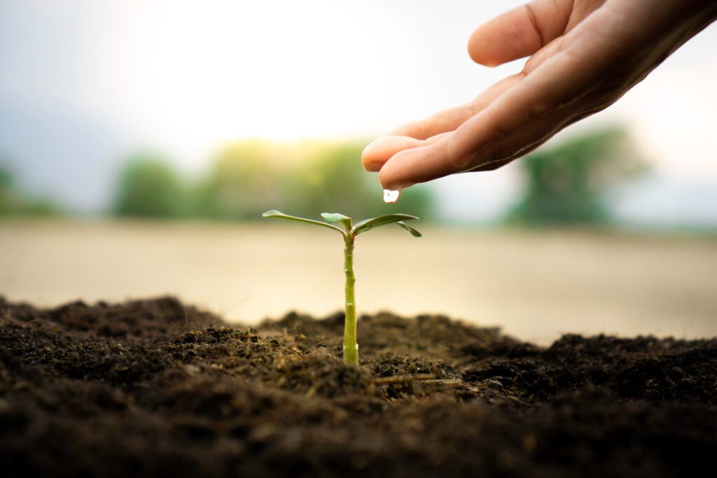Close-up of a young plant being watered by hand, symbolizing growth and nurturing.