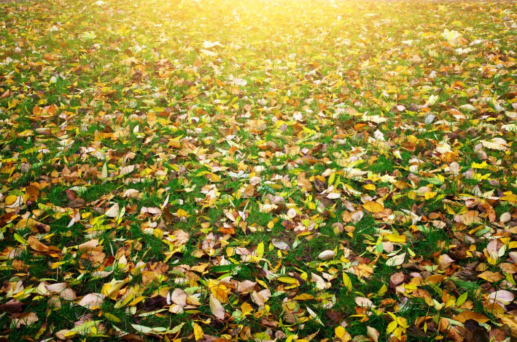 Golden fall leaves covering a grassy field in autumn sunlight.