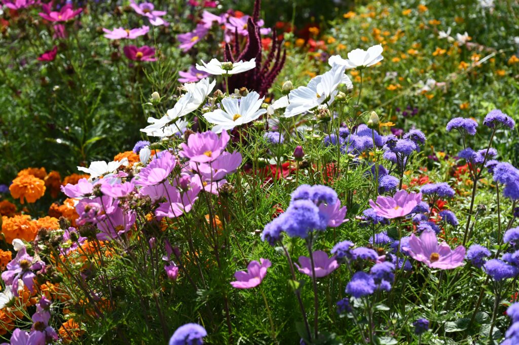 A vibrant garden filled with a variety of blooming flowers in shades of pink, white, purple, and orange, growing closely together in a natural, slightly wild arrangement under bright sunlight.