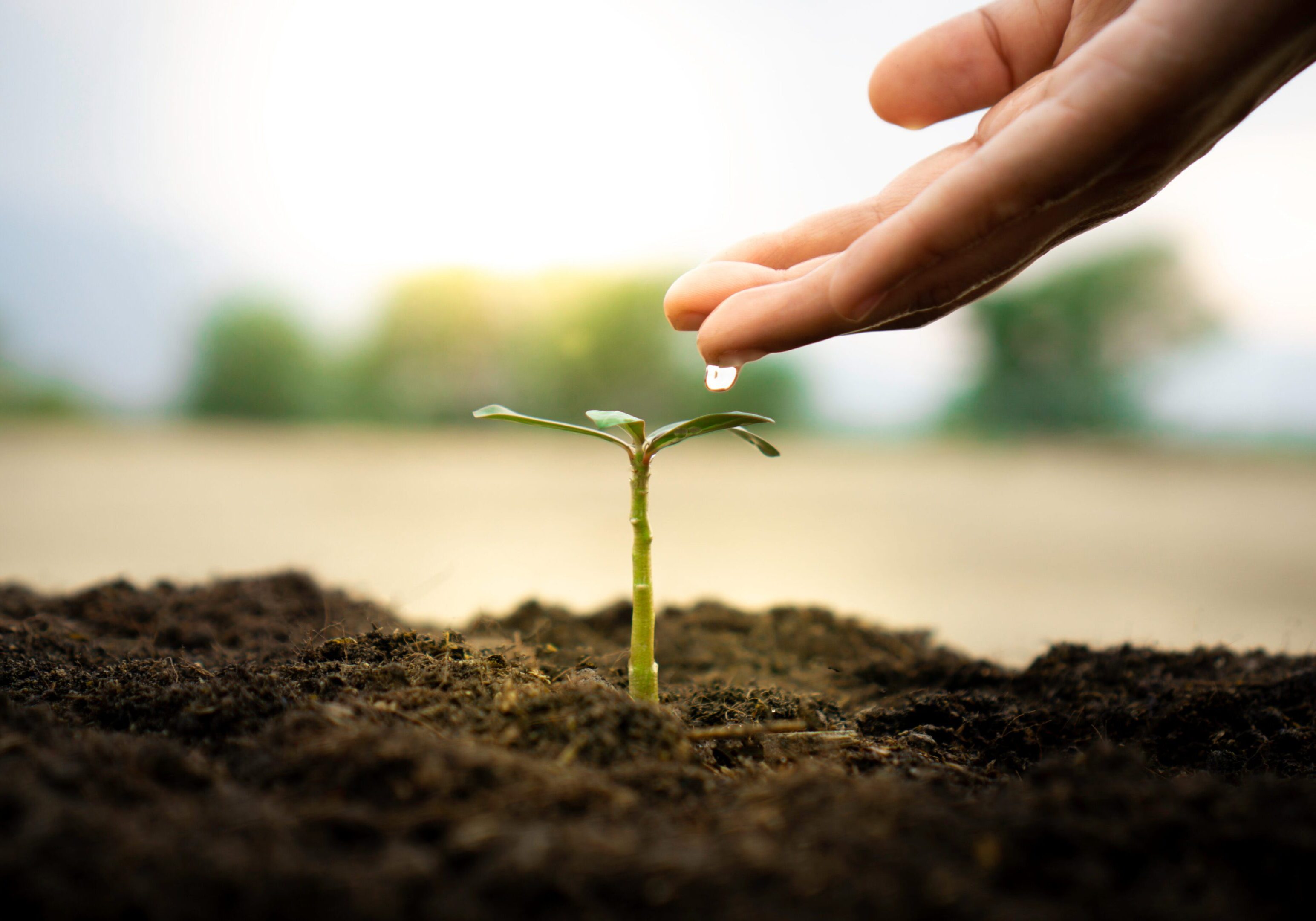 Close-up of a young plant being watered by hand, symbolizing growth and nurturing.