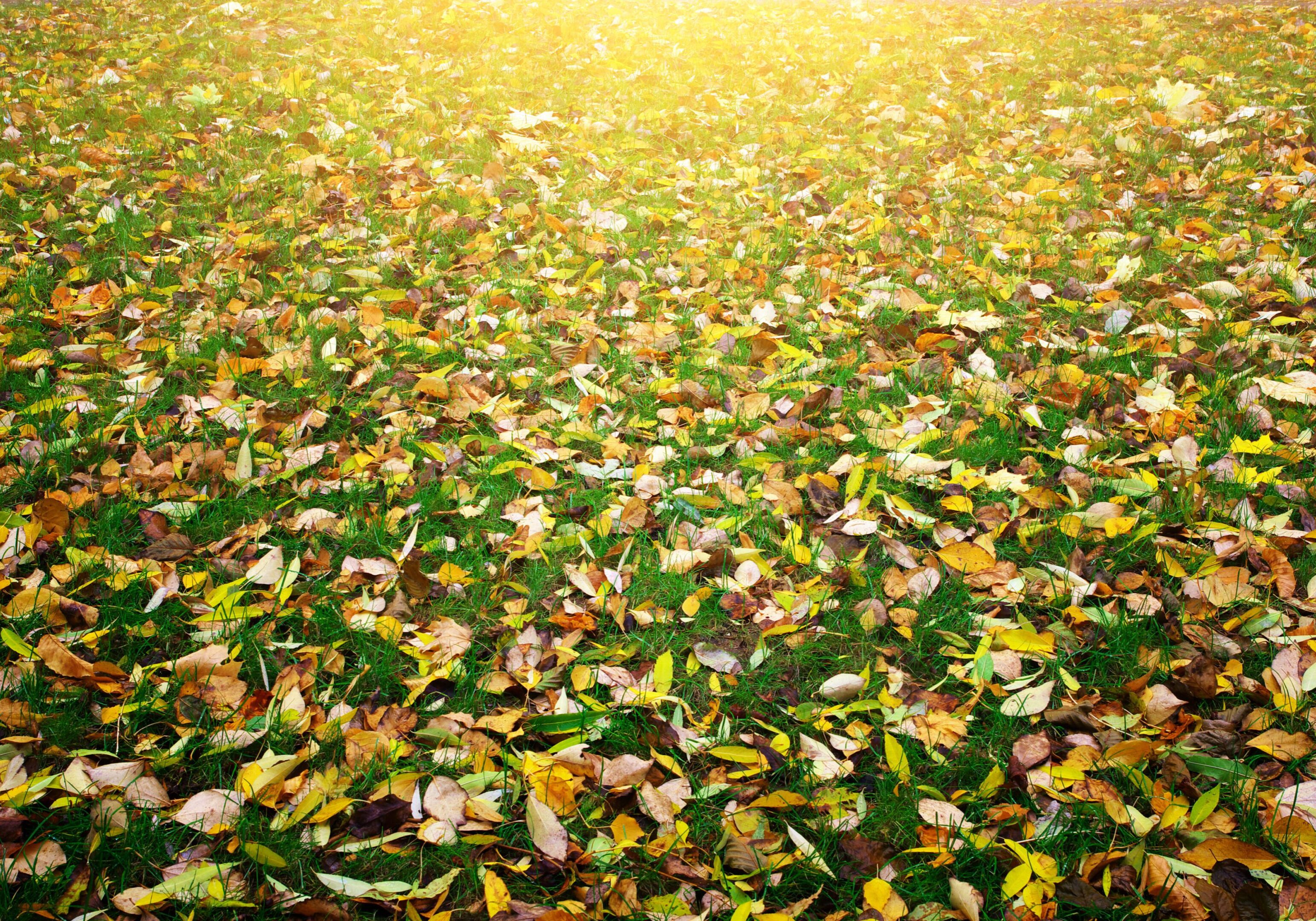 Golden fall leaves covering a grassy field in autumn sunlight.
