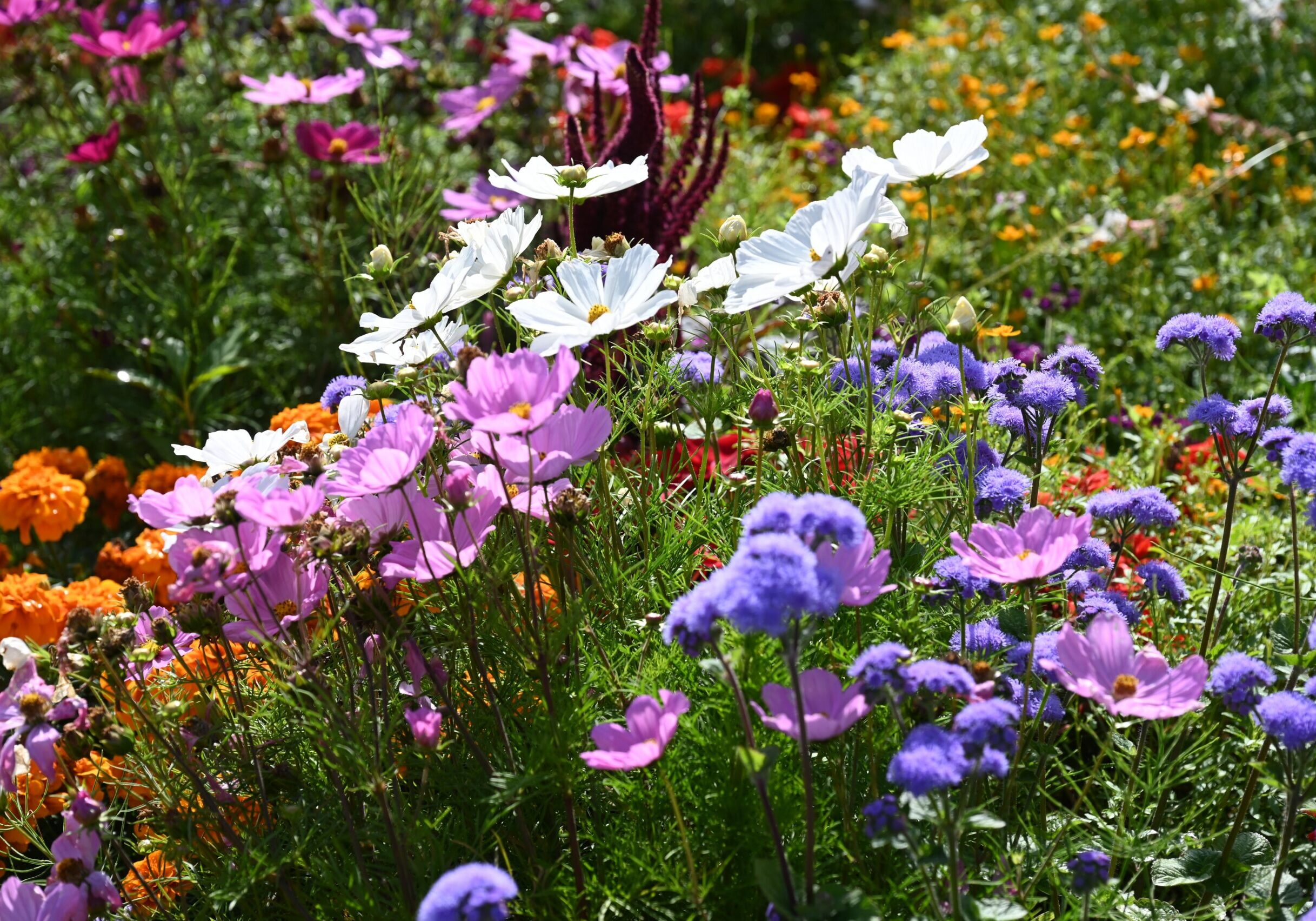 A vibrant garden filled with a variety of blooming flowers in shades of pink, white, purple, and orange, growing closely together in a natural, slightly wild arrangement under bright sunlight.